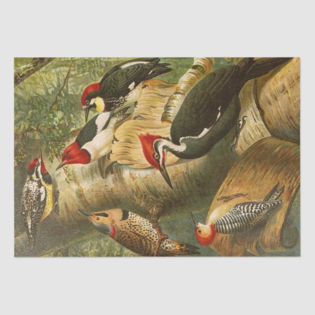 Papel De Seda El ilustracion del Mundo de las aves norteamerican (Anverso)