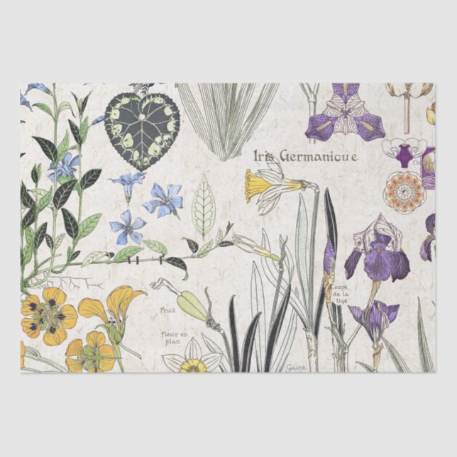 Papel De Seda El iris francés de Nouveau del arte florece el (Anverso)