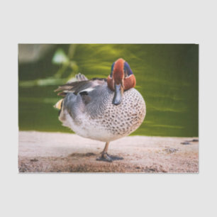 Papel De Seda El Pato Recibe Una Pierna