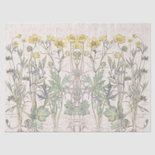 Papel De Seda El ranúnculo botánico florece el papel seda floral