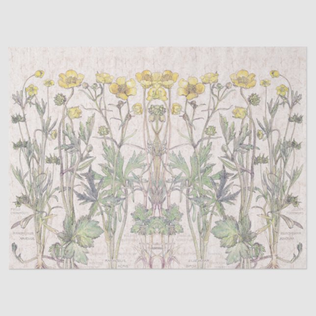 Papel De Seda El ranúnculo botánico florece el papel seda floral (Anverso)