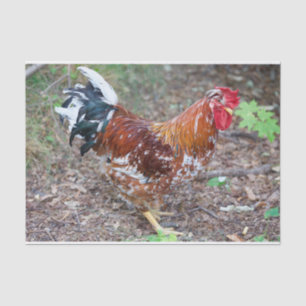 Papel De Seda El Stud (excepto que es un pollo)