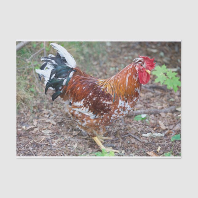 Papel De Seda El Stud (excepto que es un pollo) (Anverso)