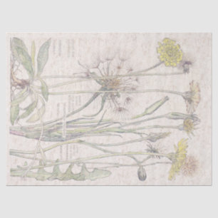 Papel De Seda El Wildflower del oído de gatos del vintage