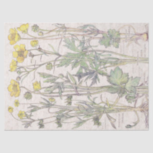 Papel De Seda El Wildflower del ranúnculo del vintage florece el