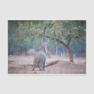 Papel De Seda Elefante llegando al árbol de Acacia