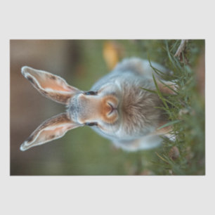 Papel De Seda "Elegancia azul: el conejo ruso"