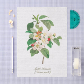 Papel De Seda Elegante Flor de Manzano Botánico Vintage