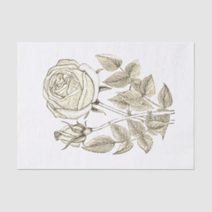 Papel De Seda Elegante Rosa Blanca Beige Vintage Botánico