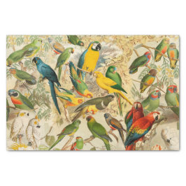Papel De Seda Elegantes aves tropicales vintage Desnudan loros