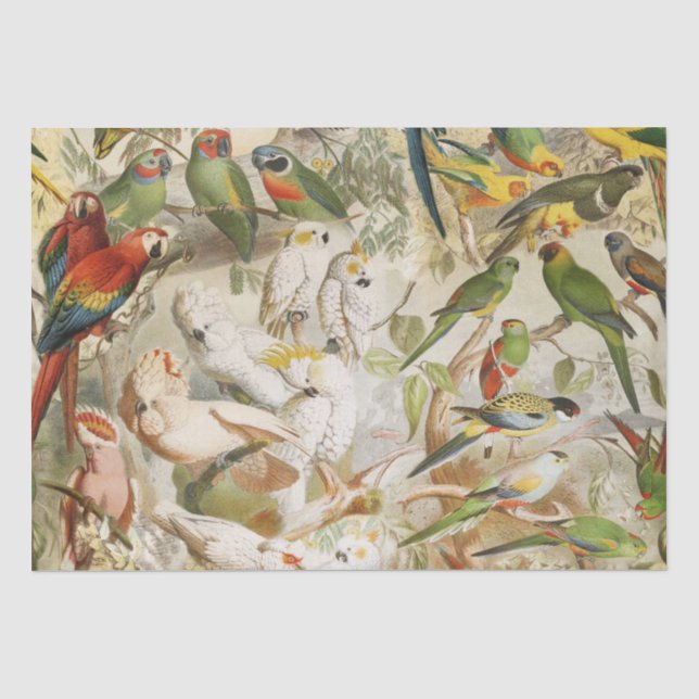 Papel De Seda Elegantes loros de aves tropicales de época (Anverso)