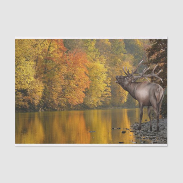 Papel De Seda Elk del río Otoño (Anverso)