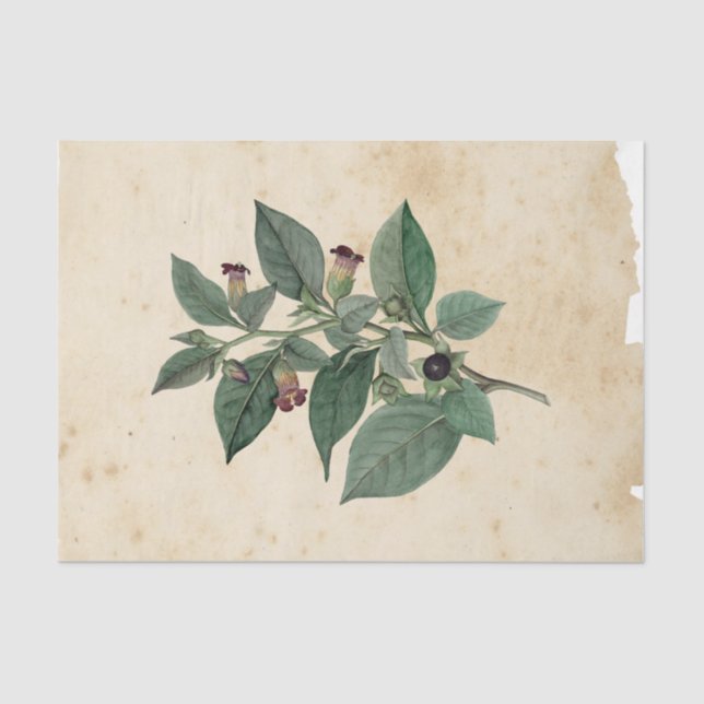 Papel De Seda Ephemera de Brujas Serie de Diseño #11 (Anverso)