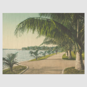 Papel De Seda Escena vintage de Palm Beach Florida 1898