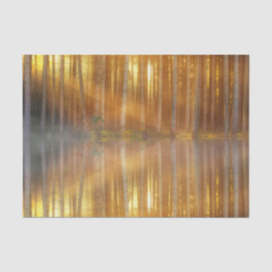 Papel De Seda Escenario de Bosque Misty