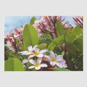 Papel De Seda Esplendor Rosa, Frangipani Rosa Florece En Un Árbo