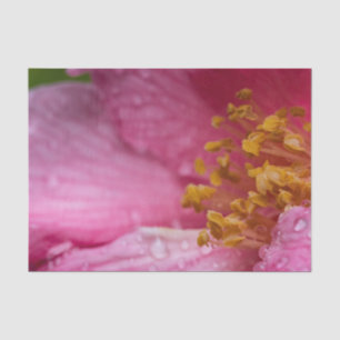 Papel De Seda Estambres de flores de camellia rosa