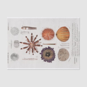 Papel De Seda estrella de mar vintage