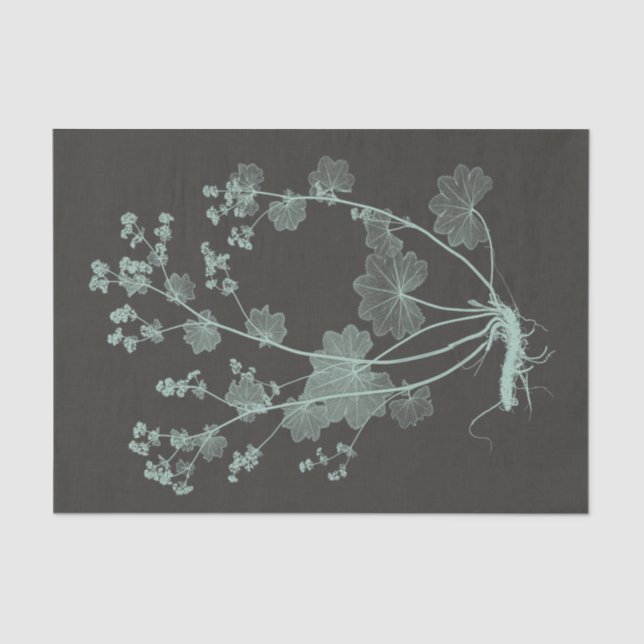 Papel De Seda Estudio de la naturaleza de la leche y el carbón v (Anverso)