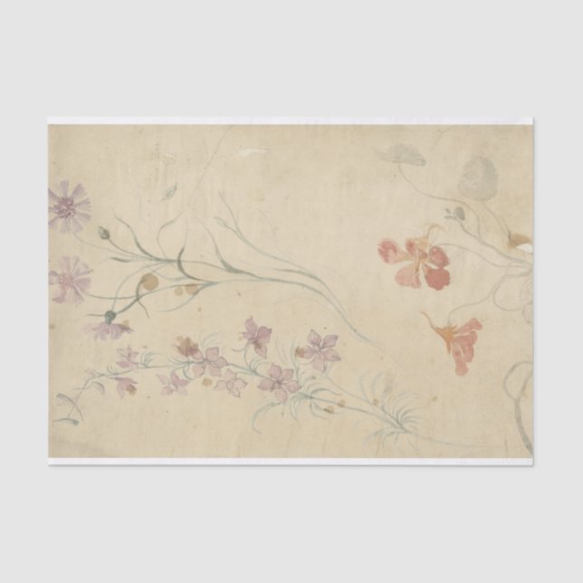 Papel De Seda Estudios van Ridderspoor Anjer en Oostindische Ker (Anverso)