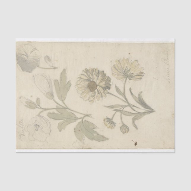 Papel De Seda Estudios van Zonnebloemen en Dialtia por Nijmegen (Anverso)