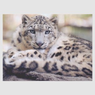 Papel De Seda Estupendo leopardo de las nieves acostado