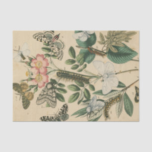 Papel De Seda Etapas de la vida de la mariposa por Vision Studio