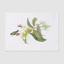 Papel De Seda Eucephala caerulea (zafiro de mentón azul)