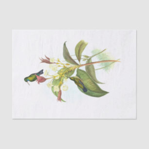 Papel De Seda Eucephala caerulea (zafiro de mentón azul)