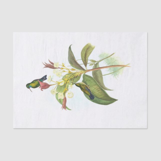 Papel De Seda Eucephala caerulea (zafiro de mentón azul) (Anverso)