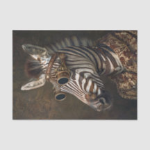 Extravaganza de cebra14