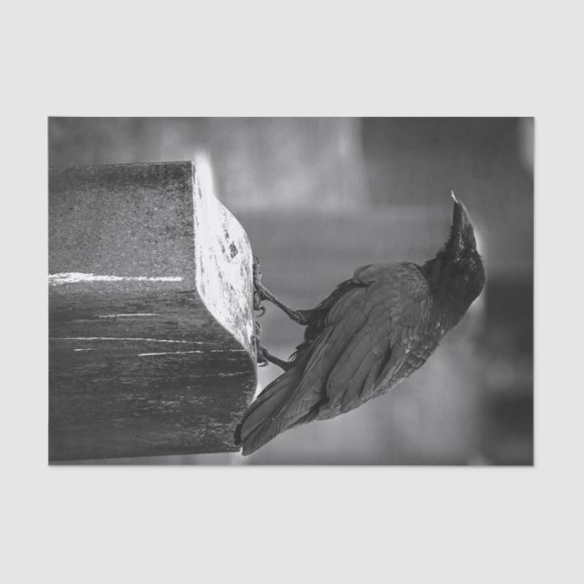 Papel De Seda Falln encontró una pluma (Anverso)