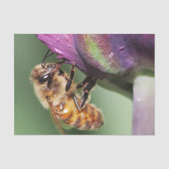 Papel De Seda Faln Fuzzy Little Bee (Anverso)