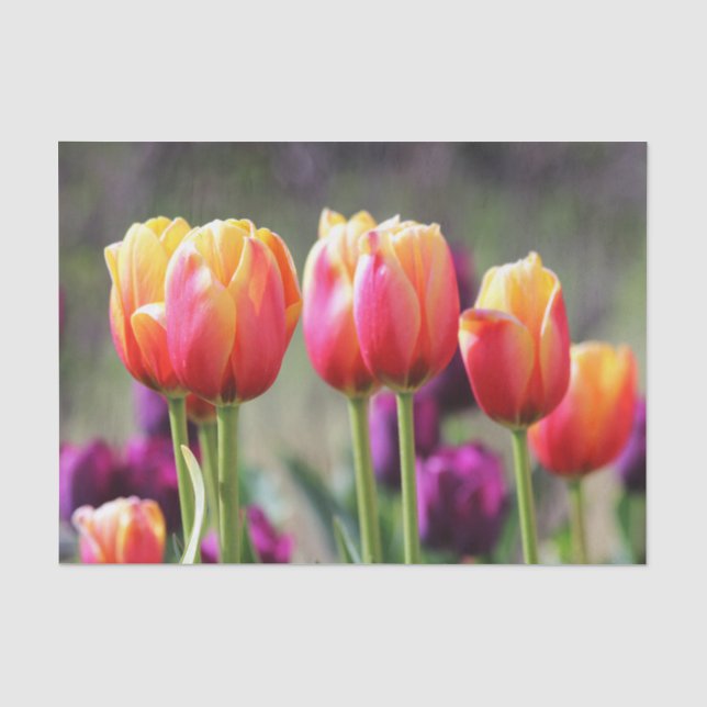 Papel De Seda Faln Tulips Aflame (Anverso)