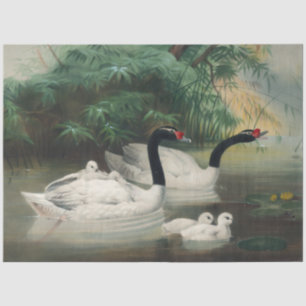 Papel De Seda Familia de cisnes de cuello negro salvaje decoupag