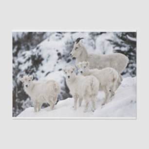 Papel De Seda Familia feliz de las ovejas