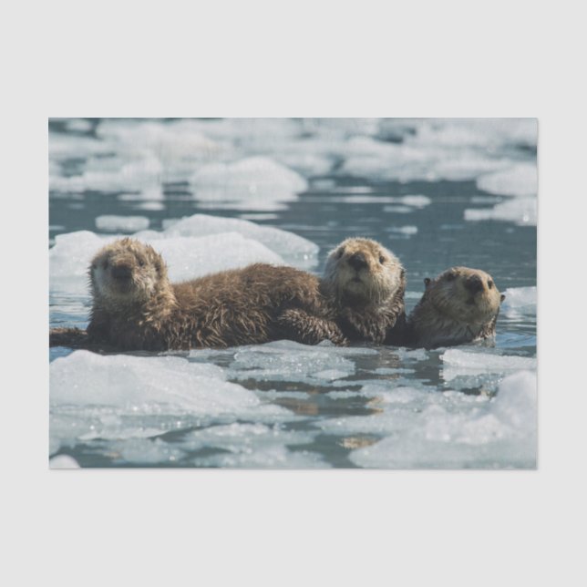 Papel De Seda Familia Sea Otter (Anverso)