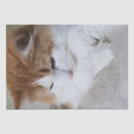 Papel De Seda (Fancy felino) Contemplación gitana: foto de gato