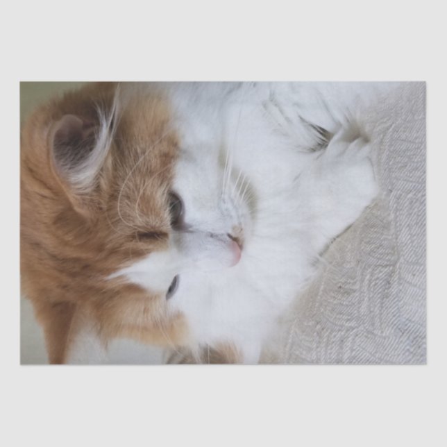 Papel De Seda (Fancy felino) Contemplación gitana: foto de gato (Anverso)