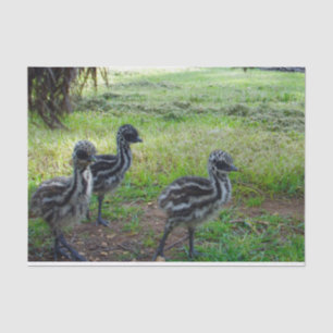 Papel De Seda "Feathers of the Future: Three Baby Emu Chicks"