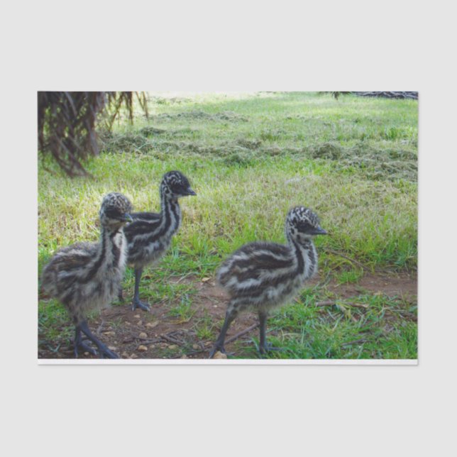 Papel De Seda "Feathers of the Future: Three Baby Emu Chicks" (Anverso)