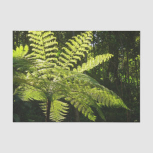 Papel De Seda Fern arbolado en la selva tropical
