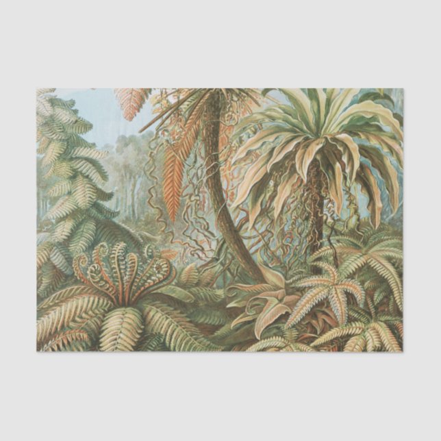Papel De Seda Fern, Filicinae Laubfarne, de Ernst Haeckel (Anverso)