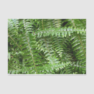 Papel De Seda Fern Fronds I Green Nature