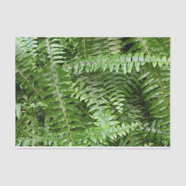 Papel De Seda Fern Fronds I Green Nature (Anverso)