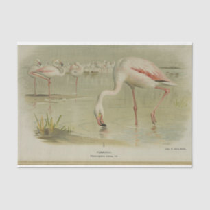 Papel De Seda Flamingoes Aves Ephemera Decoupage