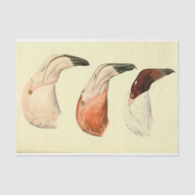 Papel De Seda Flamingoes Bird Ephemera Decoupage (Anverso)