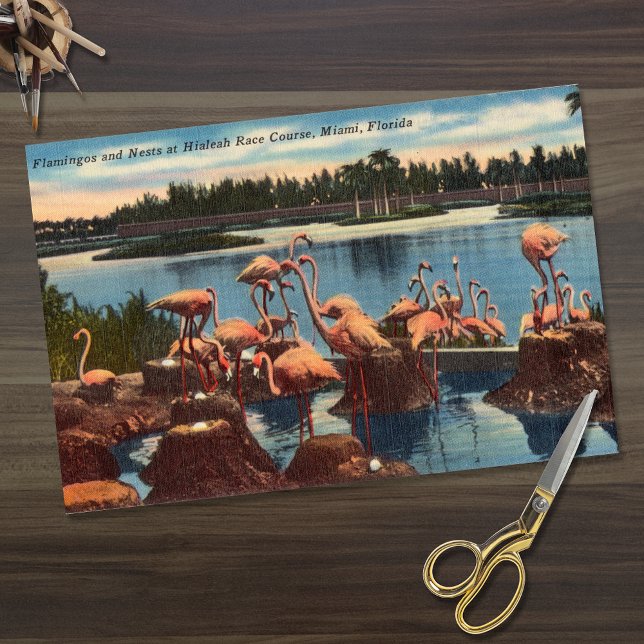 Papel De Seda Flamingos de época en nidos en Miami Florida (Subido por el creador)