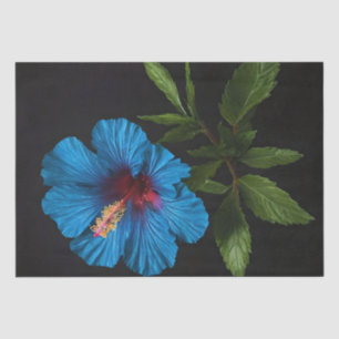 Papel De Seda Flor Azul Hibiscus En Negro, Desnudo