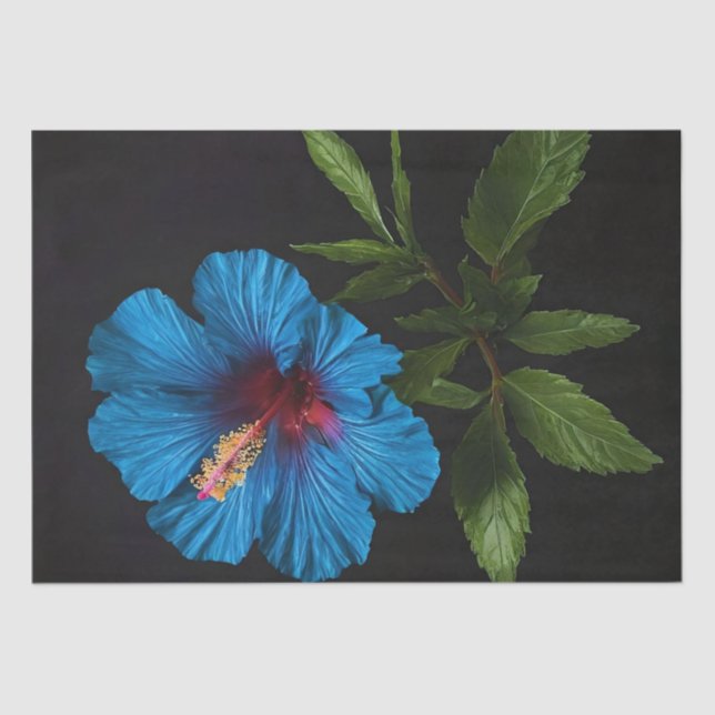 Papel De Seda Flor Azul Hibiscus En Negro, Desnudo (Anverso)
